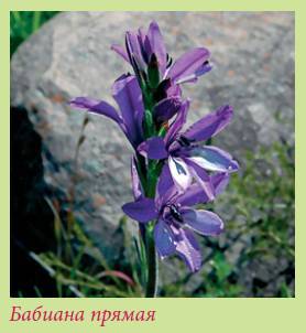 Луковичные растения _70.jpg