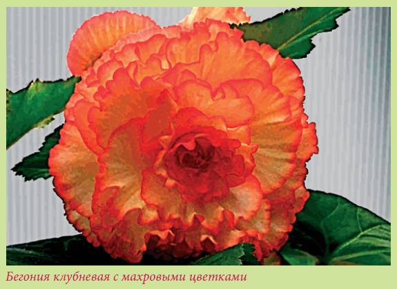Луковичные растения _72.jpg