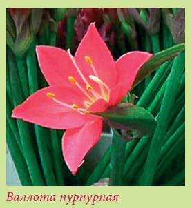 Луковичные растения _73.jpg