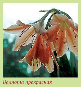 Луковичные растения _74.jpg