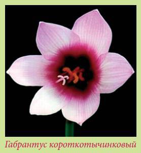 Луковичные растения _76.jpg