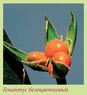 Луковичные растения _78.jpg
