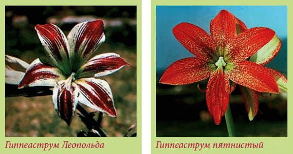 Луковичные растения _81.jpg