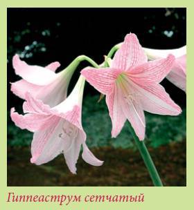Луковичные растения _82.jpg