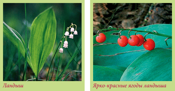 Луковичные растения _14.jpg