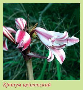 Луковичные растения _94.jpg