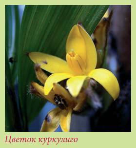 Луковичные растения _95.jpg