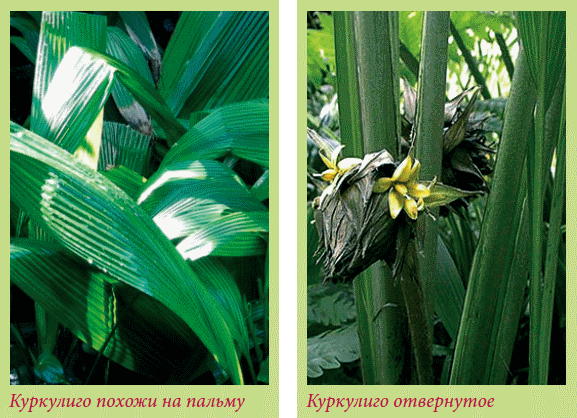 Луковичные растения _96.jpg