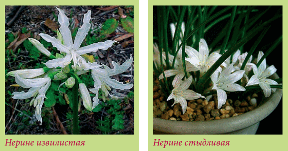 Луковичные растения _99.jpg