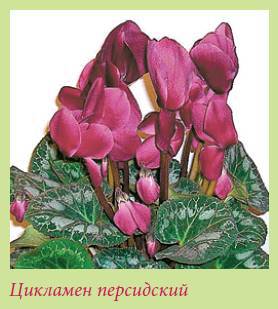 Луковичные растения _103.jpg
