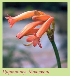 Луковичные растения _105.jpg