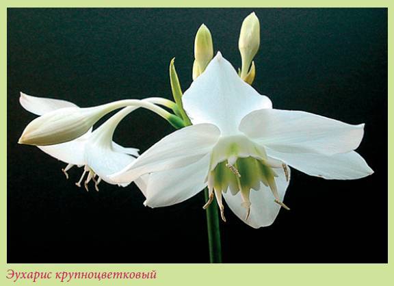 Луковичные растения _107.jpg