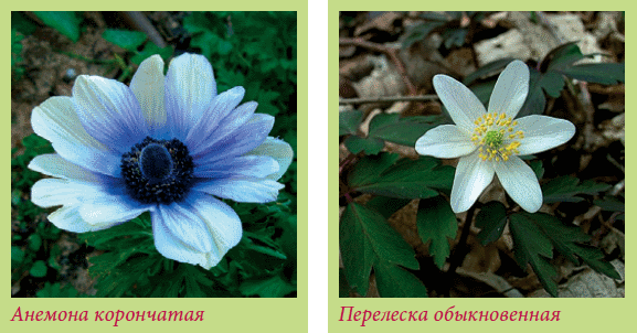 Луковичные растения _108.jpg