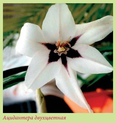 Луковичные растения _111.jpg