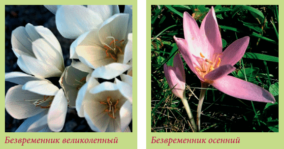 Луковичные растения _113.jpg