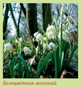 Луковичные растения _114.jpg