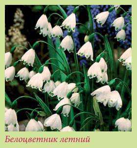 Луковичные растения _115.jpg