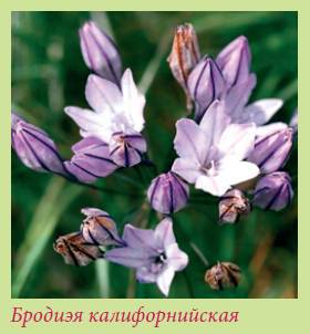 Луковичные растения _116.jpg