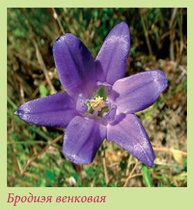 Луковичные растения _117.jpg