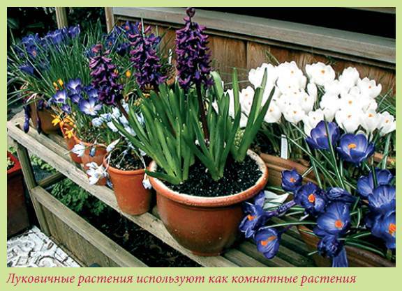 Луковичные растения _20.jpg