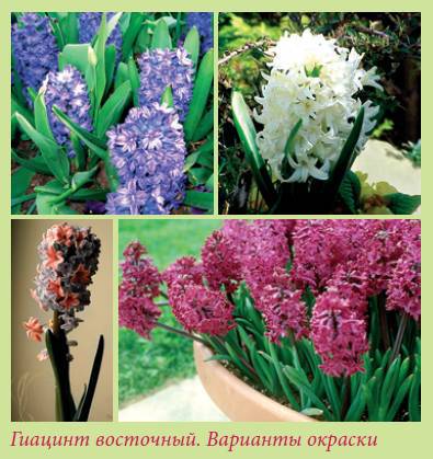 Луковичные растения _121.jpg