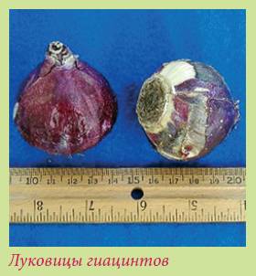 Луковичные растения _122.jpg