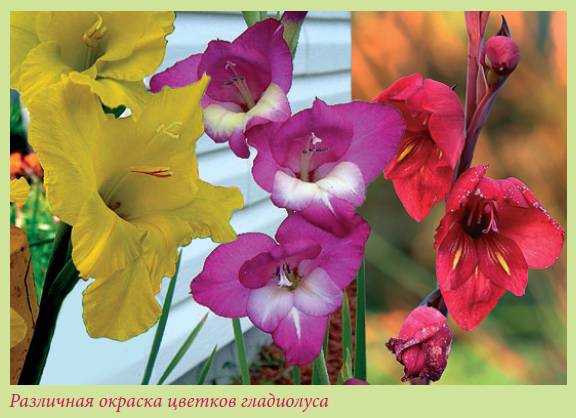 Луковичные растения _123.jpg
