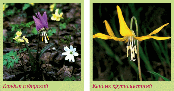 Луковичные растения _126.jpg