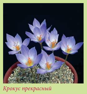 Луковичные растения _129.jpg