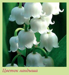Луковичные растения _130.jpg