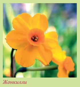 Луковичные растения _138.jpg