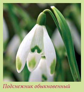 Луковичные растения _139.jpg