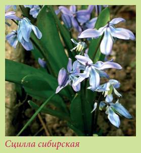 Луковичные растения _140.jpg