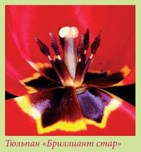 Луковичные растения _142.jpg