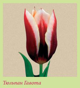 Луковичные растения _143.jpg