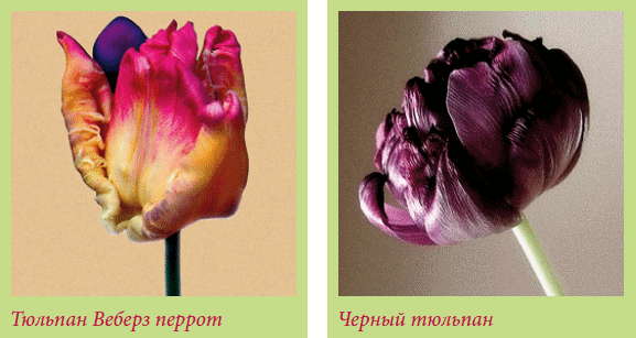 Луковичные растения _145.jpg