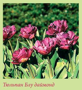 Луковичные растения _146.jpg