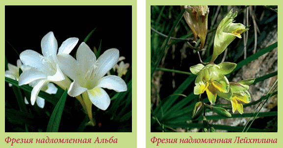 Луковичные растения _147.jpg