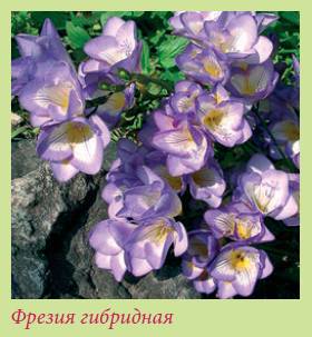 Луковичные растения _149.jpg