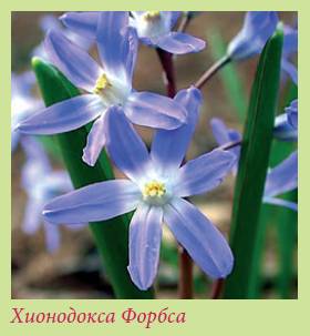 Луковичные растения _150.jpg
