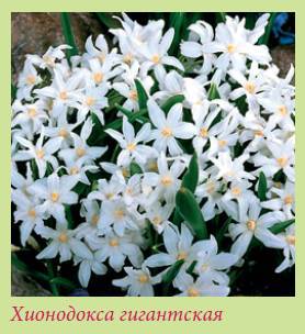 Луковичные растения _151.jpg