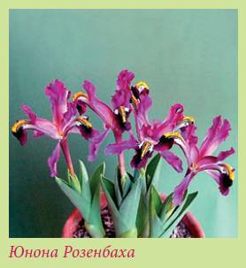 Луковичные растения _153.jpg