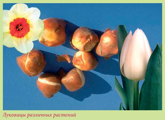 Луковичные растения _22.jpg