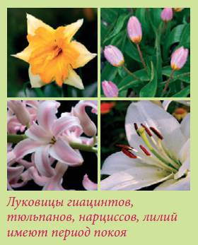 Луковичные растения _23.jpg