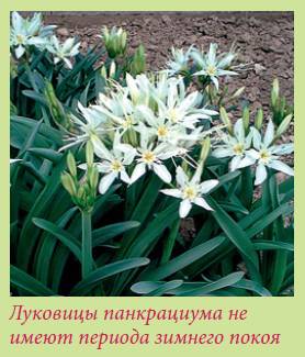 Луковичные растения _24.jpg
