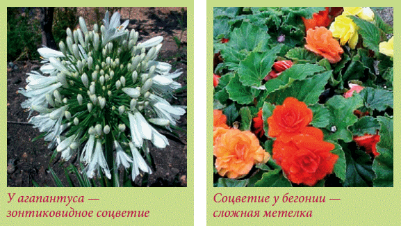 Луковичные растения _25.jpg