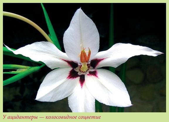Луковичные растения _26.jpg