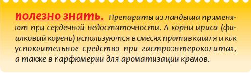 Луковичные растения _27.jpg