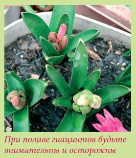 Луковичные растения _31.jpg