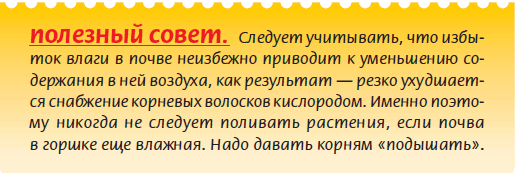Луковичные растения _32.jpg